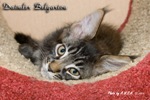 Котёнок породы мейн-кун Daimler Belgarion (2 месяца и 3 недели)