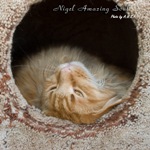 Кот породы мейн-кун Nigel Amazing Soul