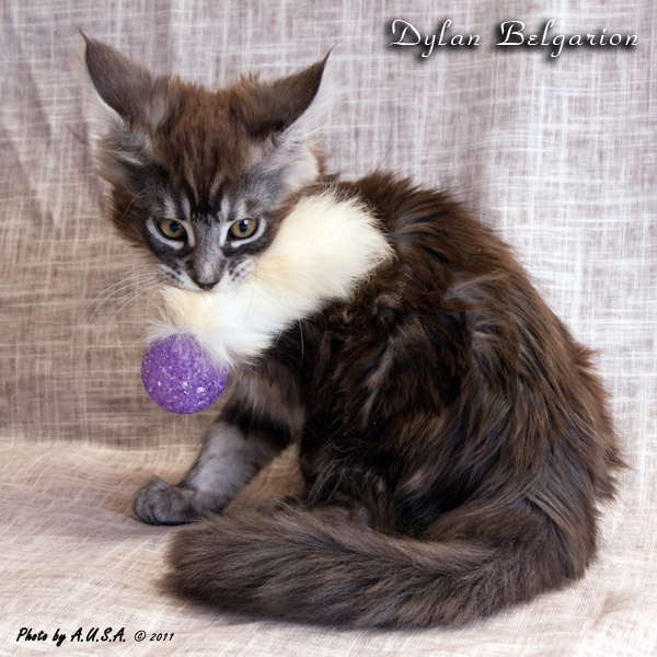 Котёнок породы мейн-кун Dylan Belgarion