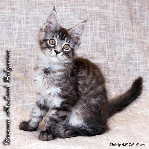 Котёнок породы мейн-кун Duncan McLeod Belgarion (2 месяца и 3 недели)