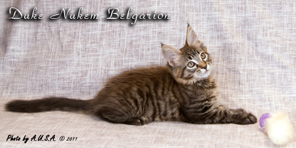 Котёнок породы мейн-кун Duke Nukem Belgarion (2 месяца и 3 недели)