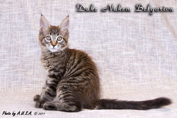 Котёнок породы мэйн-кун Duke Nukem Belgarion