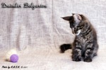 Котёнок породы мейн-кун Daimler Belgarion (2 месяца и 3 недели)