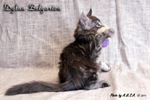 Котёнок породы мейн-кун Dylan Belgarion (2 месяца и 3 недели)