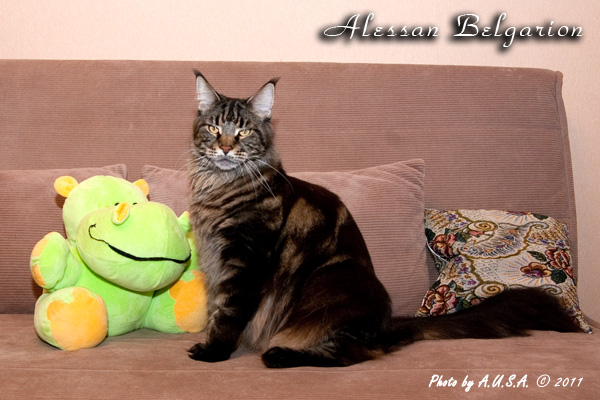 Котёнок породы мейн-кун Alessan Belgarion (2 года и 11 месяцев)