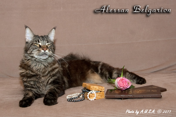Котёнок породы мейн-кун Alessan Belgarion (2 года и 11 месяцев)