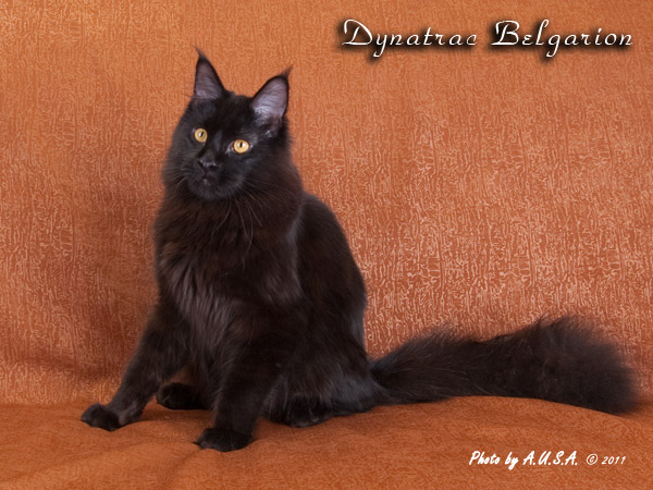 Кот породы мейн-кун Dynatrac Belgarion