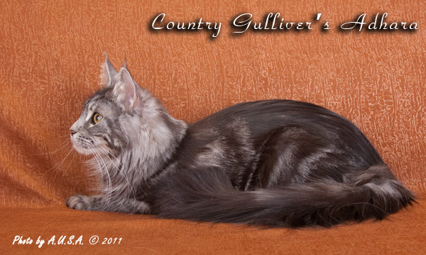 Кошка породы мейн-кун Country Gulliver's Adhara