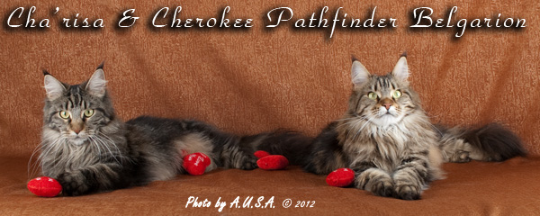 Кошки породы мейн-кун Cha'risa Belgarion и Cherokee Pathfinder Belgarion (2,5 года)