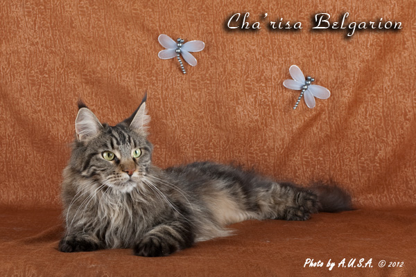 Кошка породы мейн-кун Cha'risa Belgarion (2,5 года)