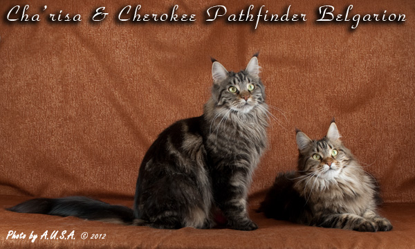 Кошки породы мейн-кун Cha'risa Belgarion и Cherokee Pathfinder Belgarion (2,5 года)