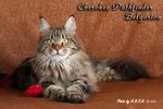 Кошка породы мейн-кун Cherokee Pathfinder Belgarion (2,5 года)