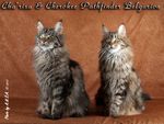 Кошки породы мейн-кун Cha'risa Belgarion и Cherokee Pathfinder Belgarion