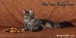 Кошка породы мейн-кун Cha'risa Belgarion