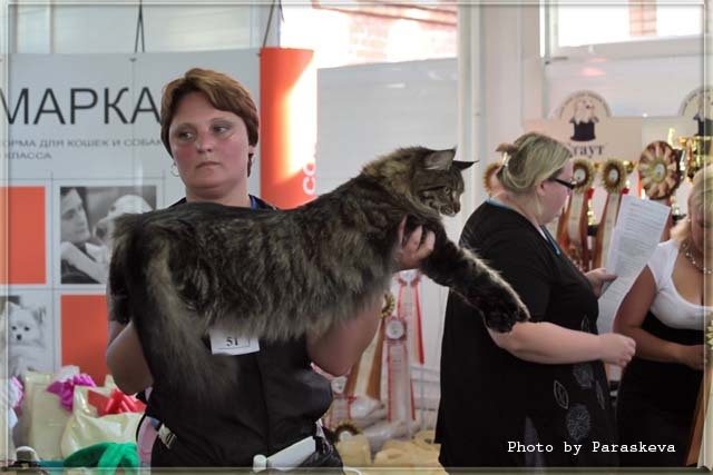 Best In Show первого дня выставки. Кот породы мейн-кун Crusader Belgarion Best In Show первого дня выставки. Кот породы мэйн-кун Crusader Belgarion