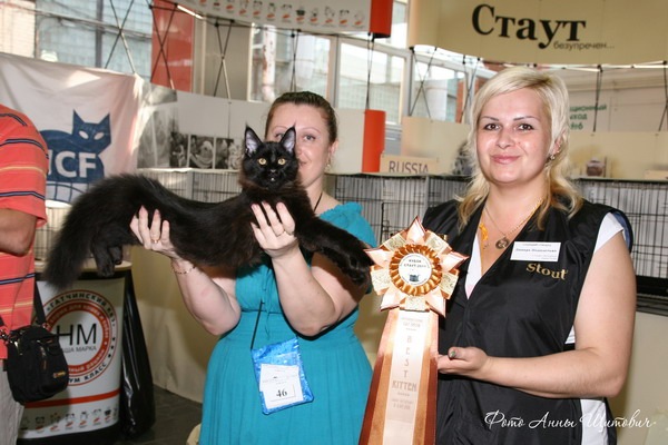 Best In Show   . Dynatrac Belgarion  Best Kitten